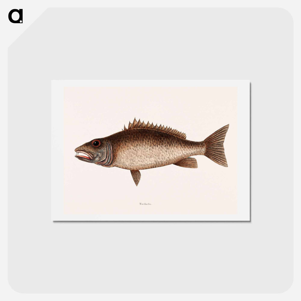 アートポストカード-Mangrove Snapper
 - マーク ケイツビー Postcard.