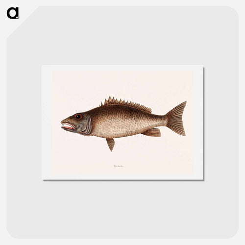 Mangrove Snapper
 - Mark Catesby Postcard.