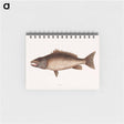 アートメモ帳-Mangrove Snapper
 - マーク ケイツビー Memo.