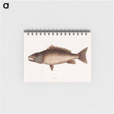 アートメモ帳-Mangrove Snapper
 - マーク ケイツビー Memo.