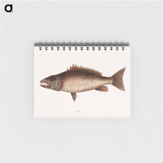アートメモ帳-Mangrove Snapper
 - マーク ケイツビー Memo.