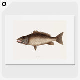 2-69_Mark-Catesby_picture