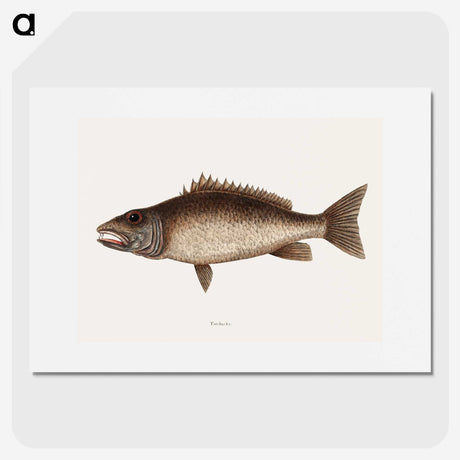 2-69_Mark-Catesby_picture