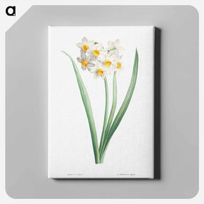 アートパネル-Narcissus - ピエール ジョゼフ ルドゥーテ Canvas.
