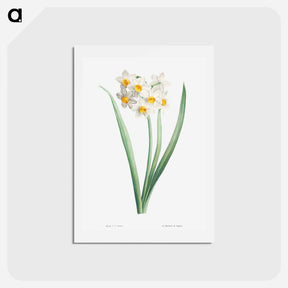 アートポストカード-Narcissus - ピエール ジョゼフ ルドゥーテ Postcard.