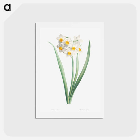 アートポストカード-Narcissus - ピエール ジョゼフ ルドゥーテ Postcard.