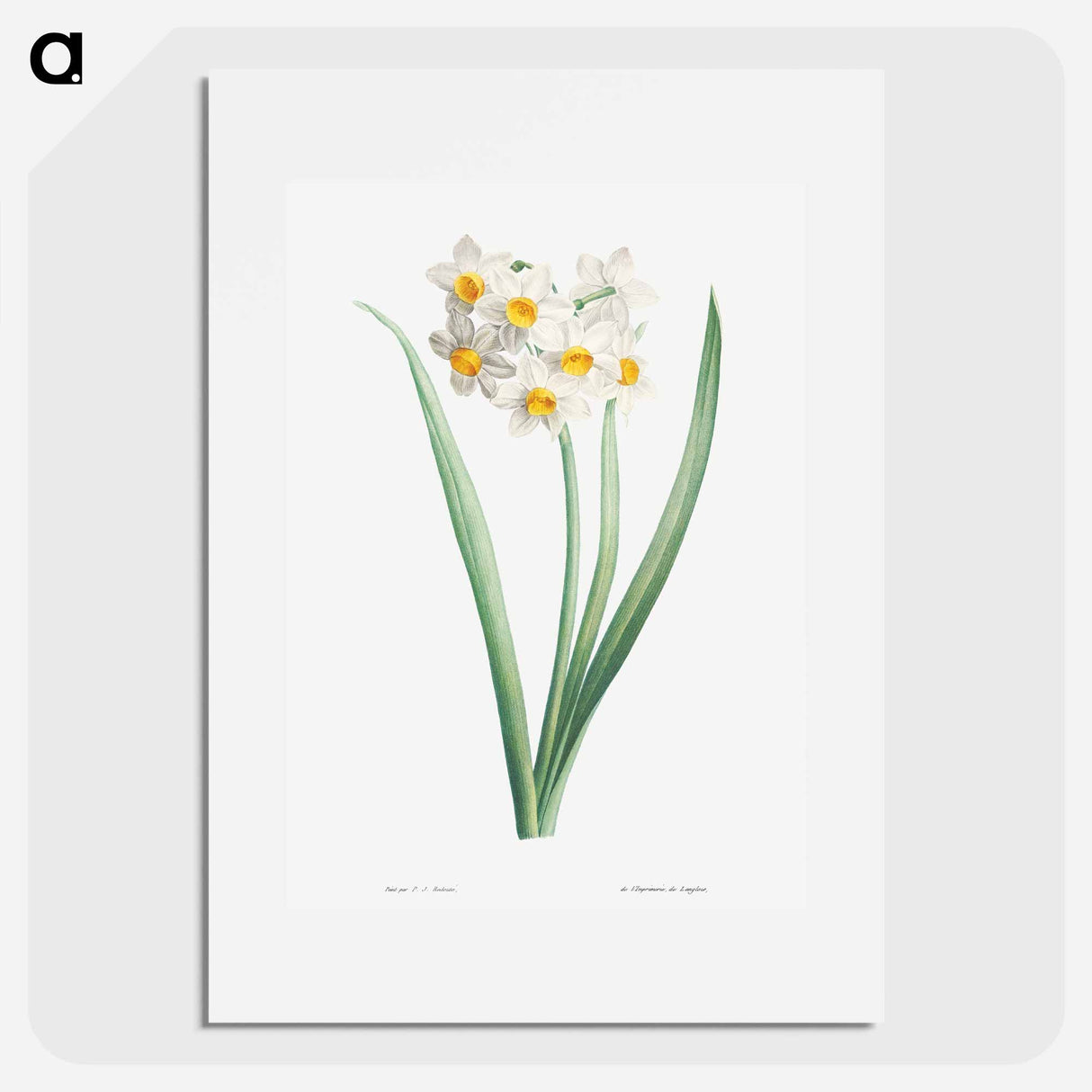 Narcissus - ピエール ジョゼフ ルドゥーテ Poster.