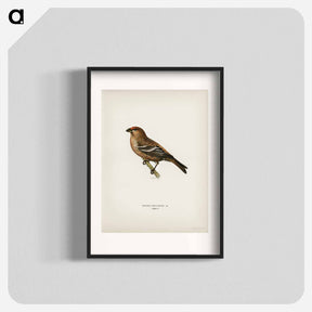 アートポスター-Pine Grosbeak
 - スヴェンスカ フォグラル Poster.