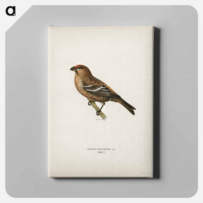 アートパネル-Pine Grosbeak
 - スヴェンスカ フォグラル Canvas.