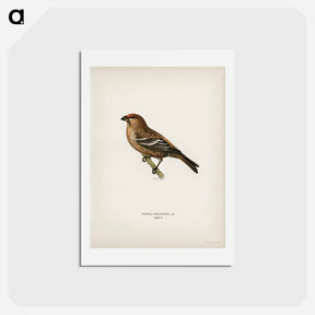 アートポストカード-Pine Grosbeak
 - スヴェンスカ フォグラル Postcard.