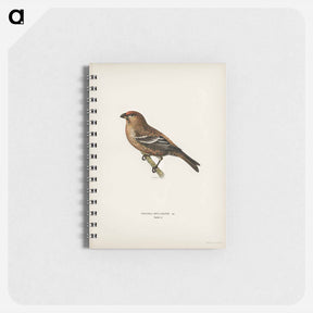 アートメモ帳-Pine Grosbeak
 - スヴェンスカ フォグラル Memo.