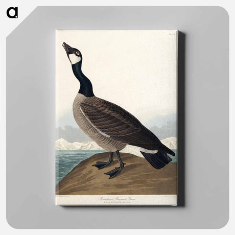 アートパネル-Hutchins's Barnacle Goose from Birds of America
 - アメリカの鳥たち Canvas.
