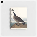 アートメモ帳-Hutchins's Barnacle Goose from Birds of America
 - アメリカの鳥たち Memo.