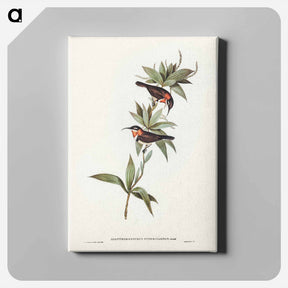 アートパネル-White-eyebrowed Spine-bill
 - オーストラリアの鳥 Canvas.