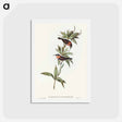 アートポストカード-White-eyebrowed Spine-bill
 - オーストラリアの鳥 Postcard.