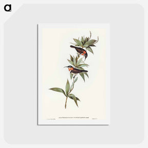 アートポストカード-White-eyebrowed Spine-bill
 - オーストラリアの鳥 Postcard.