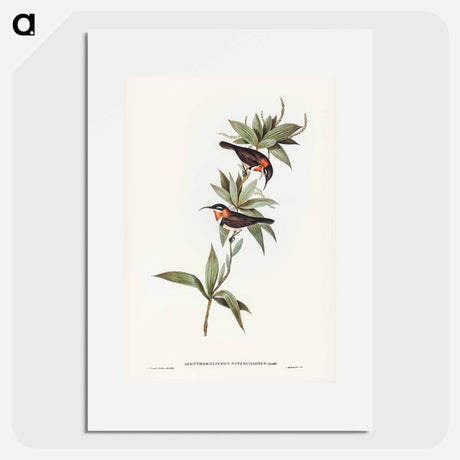 アートポスター-White-eyebrowed Spine-bill
- オーストラリアの鳥 Poster.