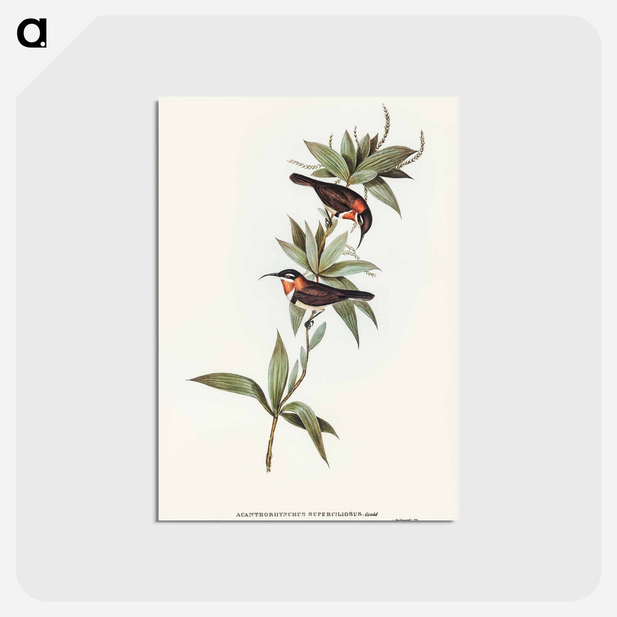 アートポストカード-White-eyebrowed Spine-bill
 - オーストラリアの鳥 Postcard.