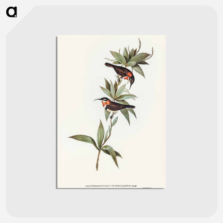 アートポストカード-White-eyebrowed Spine-bill
 - オーストラリアの鳥 Postcard.