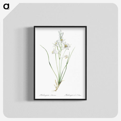 2-69_The-Lilies_blk-crop