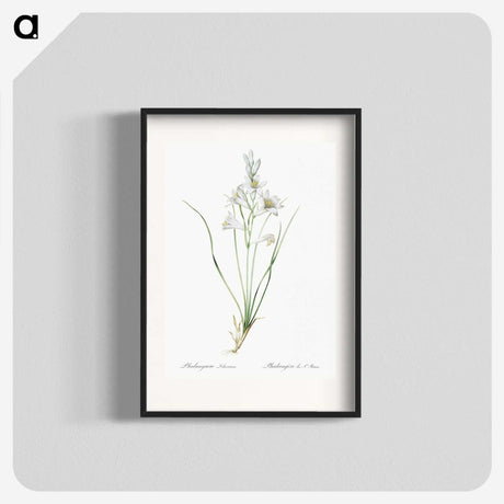 2-69_The-Lilies_blk