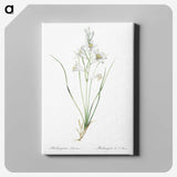 2-69_The-Lilies_canvas