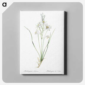 2-69_The-Lilies_canvas