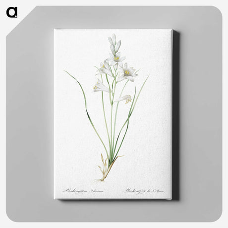 2-69_The-Lilies_canvas