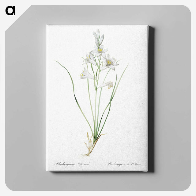 2-69_The-Lilies_canvas