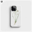 2-69_The-Lilies_phone