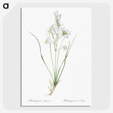 2-69_The-Lilies_picture-crop