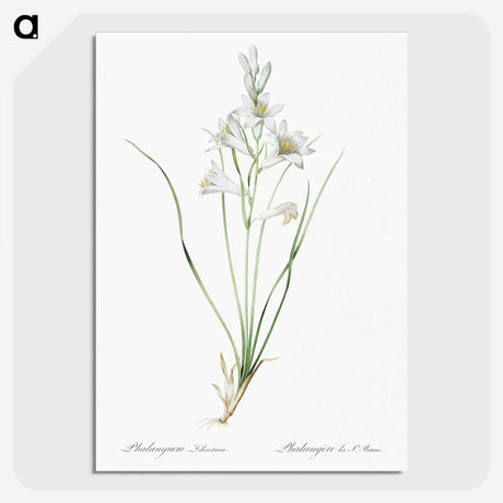 2-69_The-Lilies_picture-crop
