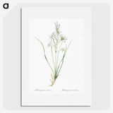 2-69_The-Lilies_picture
