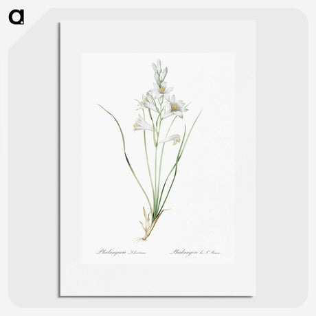 2-69_The-Lilies_picture