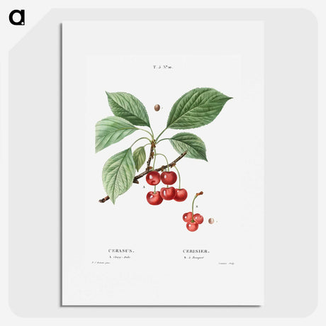 2-69_Treatise-on-Trees-and-Shrubs_picture