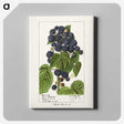 2-69_USDA-Watercolor-Fruit-Painting-Collection_canvas