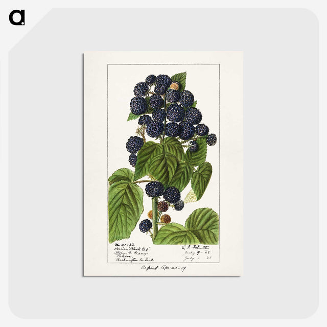 2-69_USDA-Watercolor-Fruit-Painting-Collection_postcard