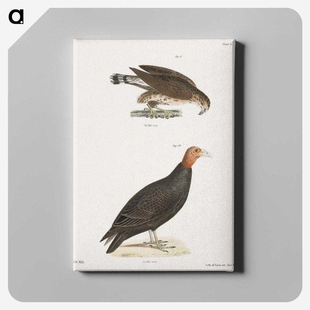 2-69_Zoology-of-New-York_canvas