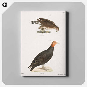 アートパネル-The Broad-winged Buzzard - ニューヨークの動物学 Canvas.