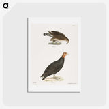 2-69_Zoology-of-New-York_hagaki