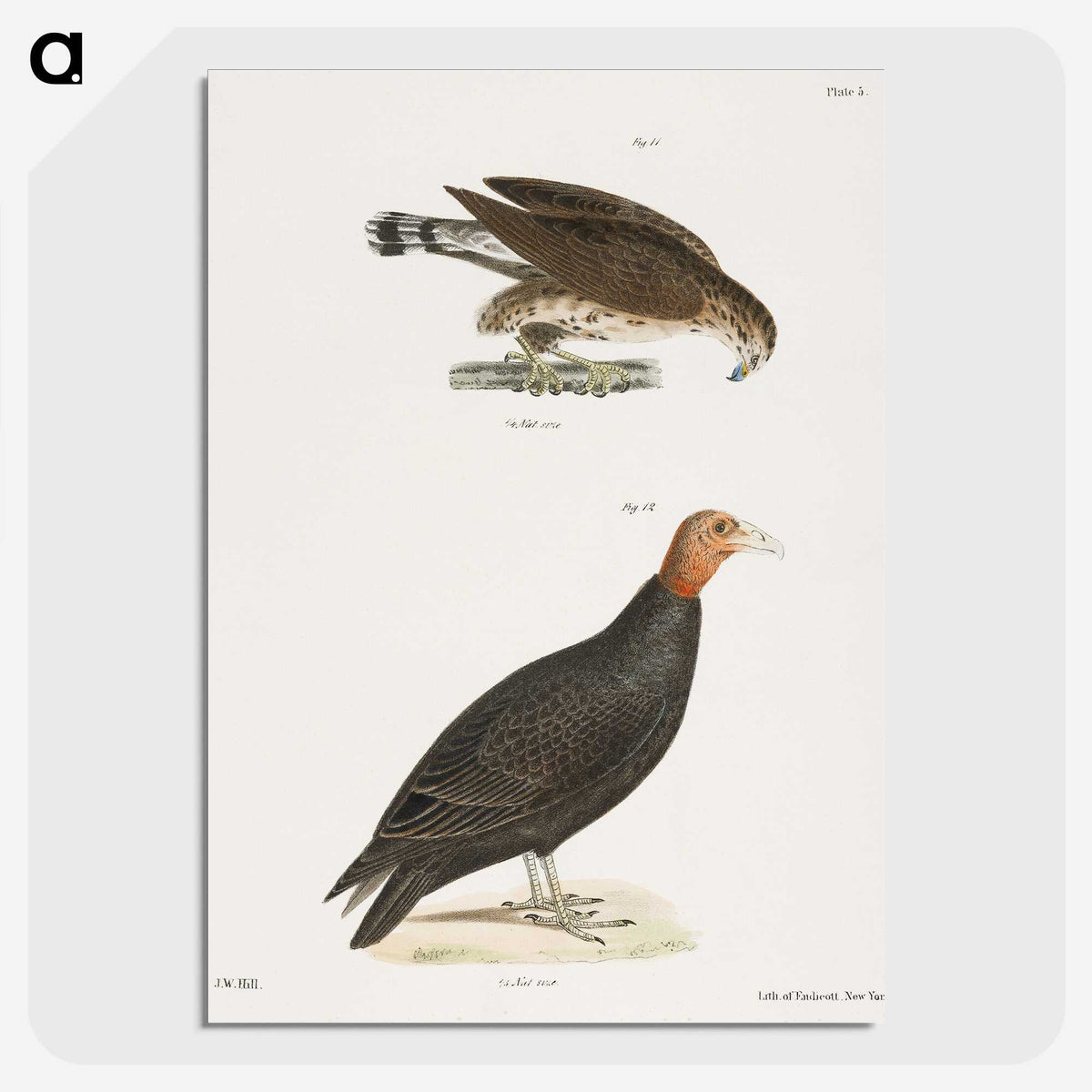 2-69_Zoology-of-New-York_picture-crop