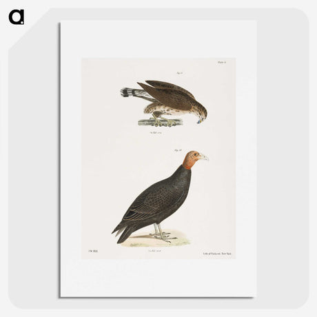 2-69_Zoology-of-New-York_picture