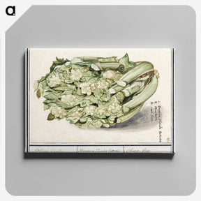 2-6_Anselmus-Boetius-de-Boodt_canvas