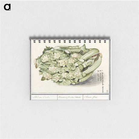 2-6_Anselmus-Boetius-de-Boodt_memo