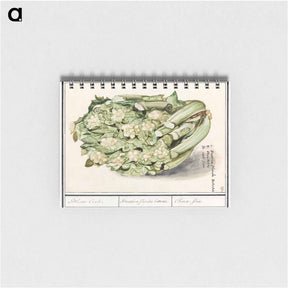 アートメモ帳-Cauliflower - アンセルムス ボエティウス デ ブート Memo.