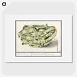 2-6_Anselmus-Boetius-de-Boodt_picture