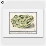 2-6_Anselmus-Boetius-de-Boodt_picture