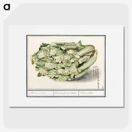 2-6_Anselmus-Boetius-de-Boodt_picture