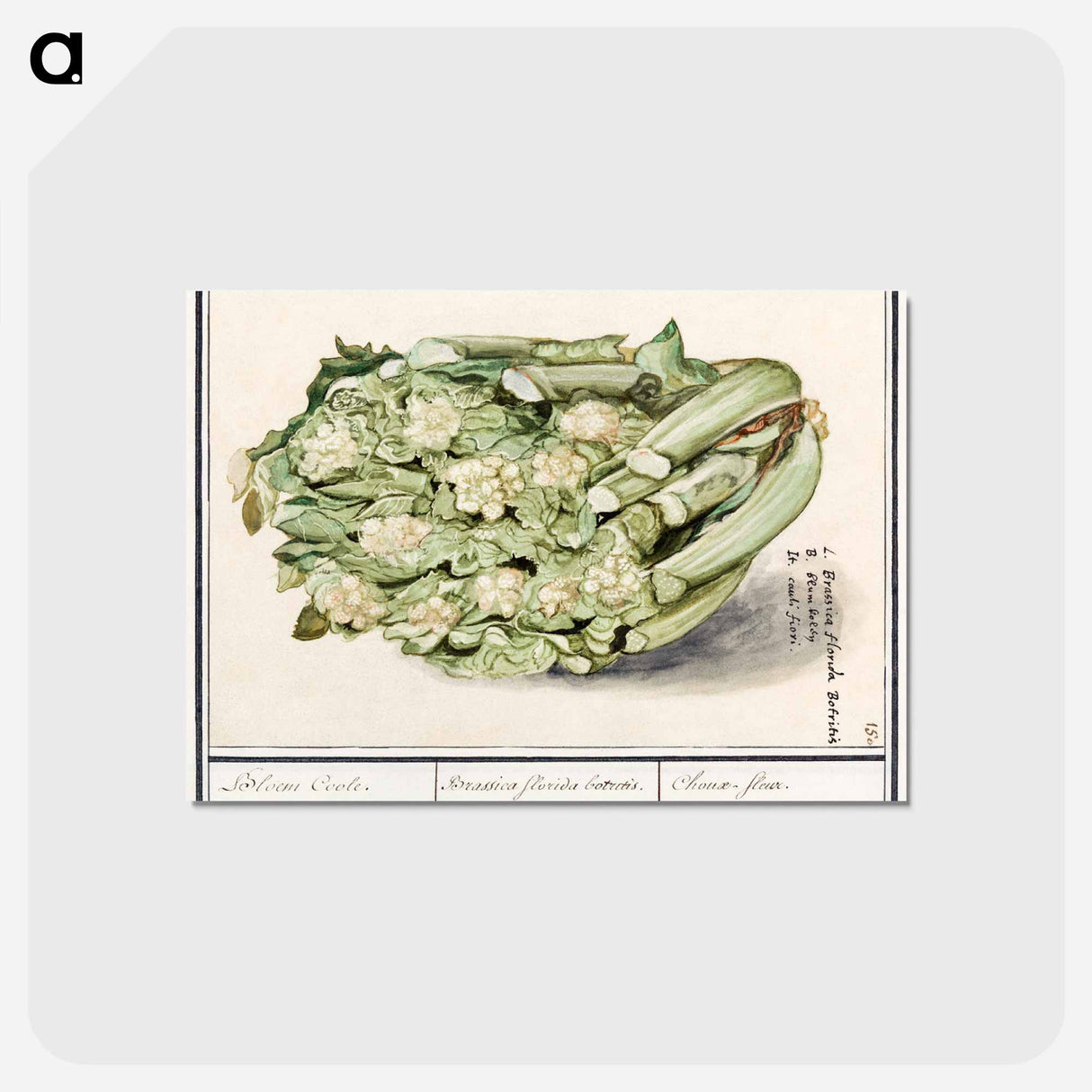 アートポストカード-Cauliflower - アンセルムス ボエティウス デ ブート Postcard.