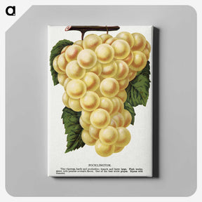 2-6_Botanical-Specimen-Plates_canvas